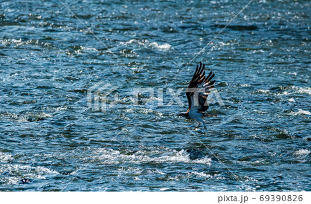 清流菊池川に野鳥の楽園白石堰 69390826