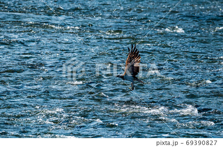 清流菊池川に野鳥の楽園白石堰 69390827