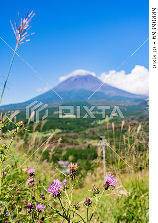 (静岡県)アザミ咲く、十里木高原展望台、富士山 (静岡県)アザミ咲く、十里木高原展望台、富士山 69390889