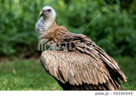 ヒマラヤハゲワシ 69390949