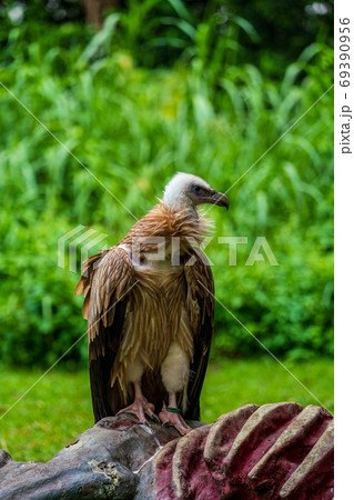 ヒマラヤハゲワシ ヒマラヤハゲワシ 69390956