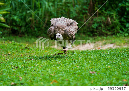 ヒマラヤハゲワシ ヒマラヤハゲワシ 69390957