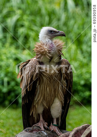 ヒマラヤハゲワシ ヒマラヤハゲワシ 69390958