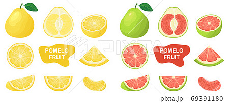 Set of fresh whole, half, cut slice pomelo fruits isolated on white background. Summer fruits for healthy lifestyle. Organic fruit. Cartoon style. Vector illustration for any design. 69391180