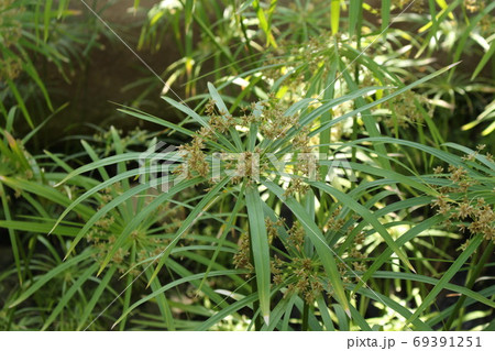 熱帯のかやつりぐさ 69391251