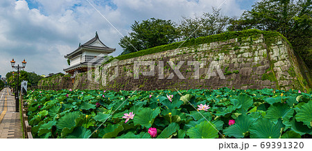 鶴丸城御楼門_復元された御楼門と堀に咲く蓮の花 69391320