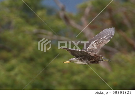 飛翔するホシゴイ 69391325