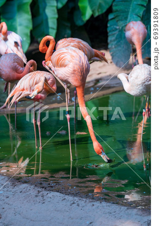 ベニイロフラミンゴ ベニイロフラミンゴ 69391809