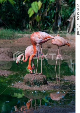 ベニイロフラミンゴ 69391812