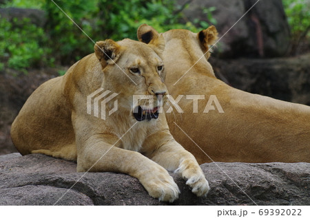 動物園ライフを満喫するライオン 69392022