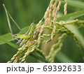 稲の害虫、イナゴ 69392633
