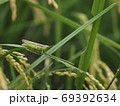 稲の害虫、イナゴ 69392634