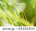 稲の害虫、イナゴ 69392635