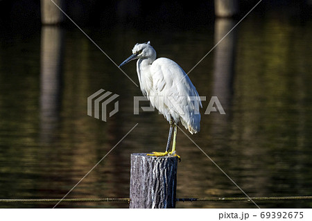 池の杭に止まる真っ白なダイサギ  69392675