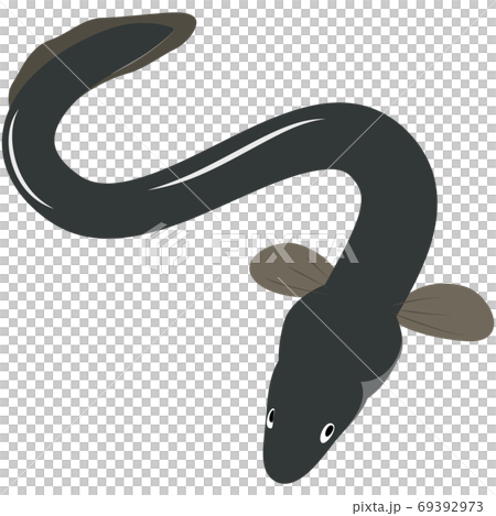 Eel illustration # 02 Eel illustration # 02 69392973