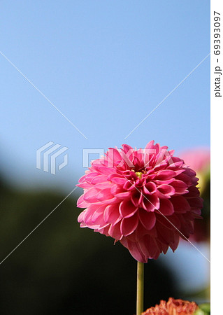 青空を背景に綺麗なピンク色に咲く 大きなダリアの花の写真素材