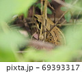草間のニホンアカガエル 69393317