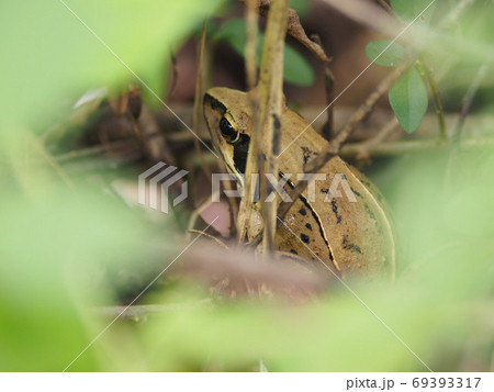 草間のニホンアカガエル 草間のニホンアカガエル 69393317