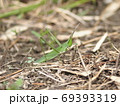 ショウリョウバッタのメス 69393319