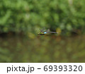 ギンヤンマのオス 69393320