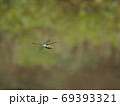 ギンヤンマのオス 69393321