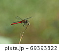 マユタテアカネのオス 69393322