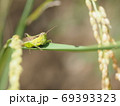 稲の害虫、イナゴ 69393323