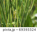 稲の害虫、イナゴの夫婦 69393324