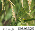 稲の害虫、イナゴ 69393325