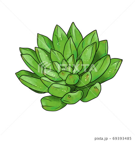 エケベリア　多肉植物 69393485