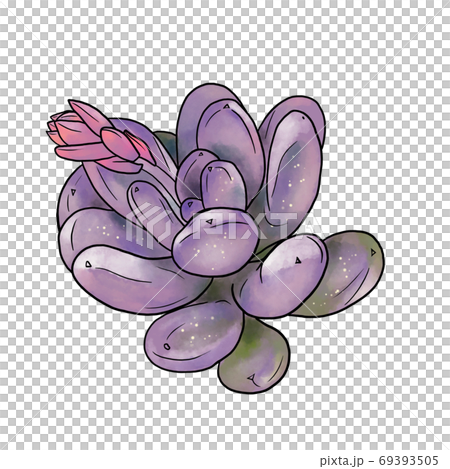 Pakifitsum肉質植物 69393505