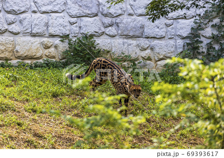 チーター,多摩動物公園 69393617