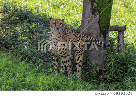 チーター,多摩動物公園 69393629