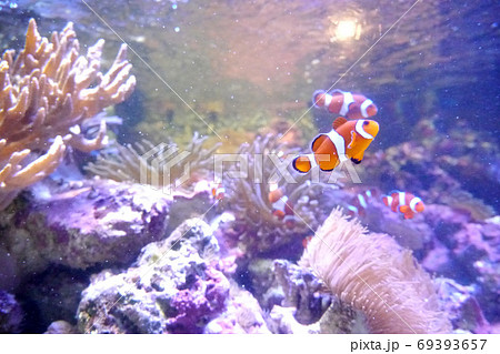 水族館のサンゴ礁、カクレクマノミ 69393657