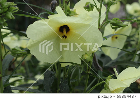 黄色い花を食べる 花オクラの花の写真素材