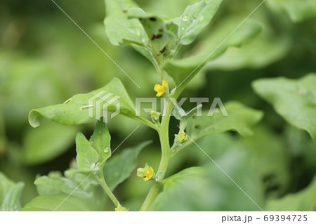 葉野菜 ツルナの小さな黄色い花の写真素材