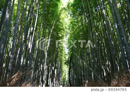 京都嵯峨野の竹林 69394765
