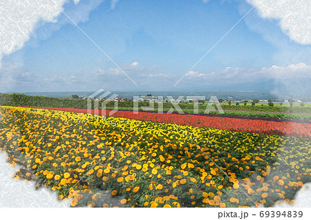 北海道 満開の花畑のイラスト素材