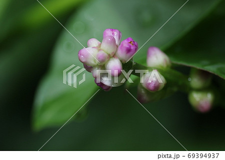 おいしい野菜 ツルムラサキの小さな花の写真素材