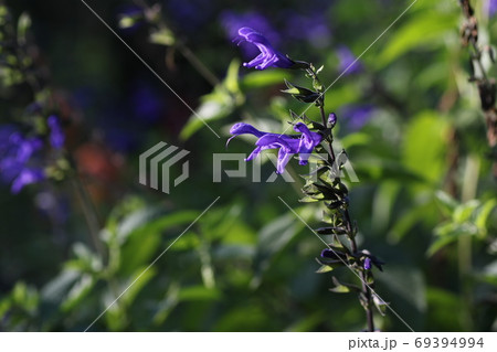 青い花、メドーセージ 青い花、メドーセージ 69394994