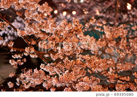 神奈川県 麻生川の夜桜 神奈川県 麻生川の夜桜 69395080