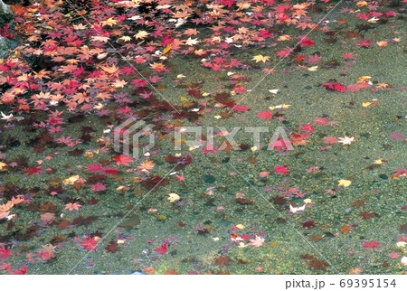 もみじ 69395154