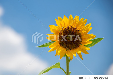 爽やかな青空と白い雲と大きな一輪のひまわり 69395481