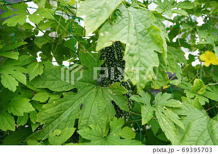 家庭菜園で実るゴーヤの写真素材 家庭菜園で実るゴーヤの写真素材