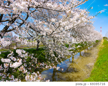 中庄内桜並木 69395716
