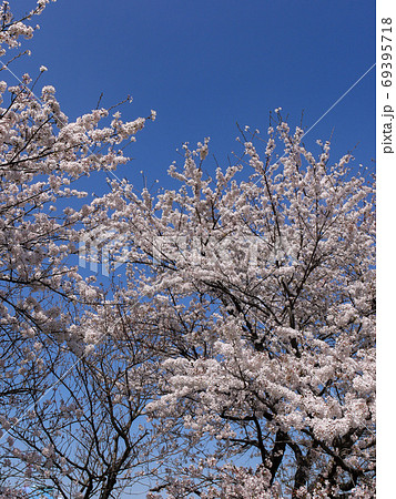 中庄内桜並木 中庄内桜並木 69395718