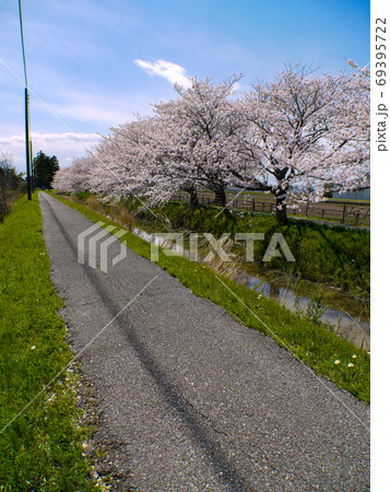 中庄内桜並木 中庄内桜並木 69395722