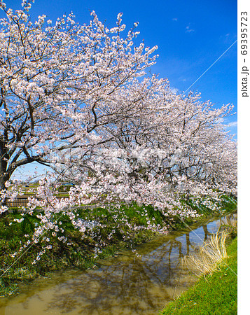 中庄内桜並木 中庄内桜並木 69395723