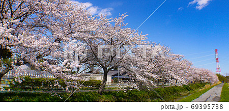 中庄内桜並木 69395738