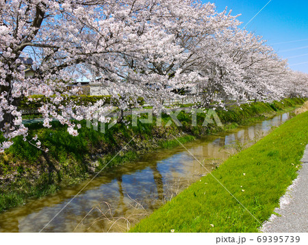中庄内桜並木 中庄内桜並木 69395739